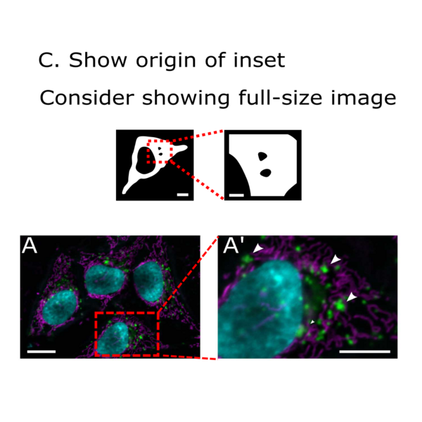 Spatial resolution meets temporal resolution – Tescan UniTOM HR - 2021 -  Wiley Analytical Science