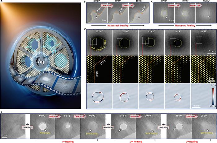 (A) An artistic poster depicting the autonomous self-healing phenomenon found in nanoscale Ag. (B, C) Sequential high-resolution TEM images showing the autonomous self-healing processes of a nanocrack (B) and nanopore (C) damage, respectively. (D) High-angle annular dark field (HAADF) images and the corresponding geometric phase analysis (GPA) of an overall self-healing process of nanopore. (E) Three runs of repeated reversible forming/healing cycles over the same region. (Image Credit: IOP)