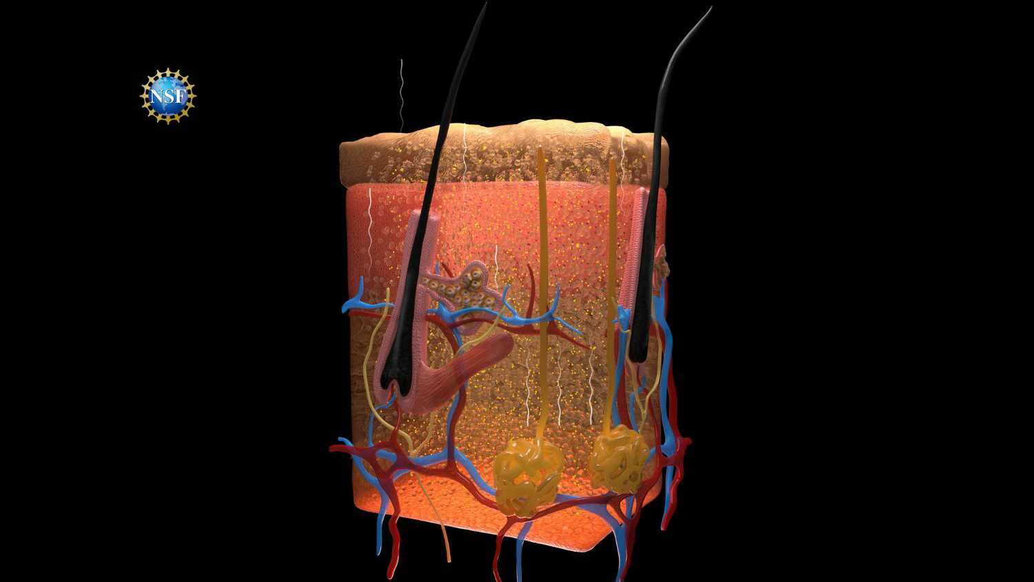 Illustration of skin tissues rendered transparent following saturation by FD&C Yellow 5. Squiggly lines indicate the paths of photons reflecting off tissues with undyed tissues, at the far left, showing shallower light penetration. (Image Credit: Keyi “Onyx” Li/U.S. National Science Foundation)