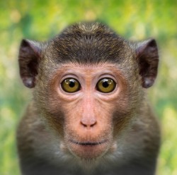 Measures to monitor macaque monkeys for SARS-CoV-2 - 2020 - Wiley ...