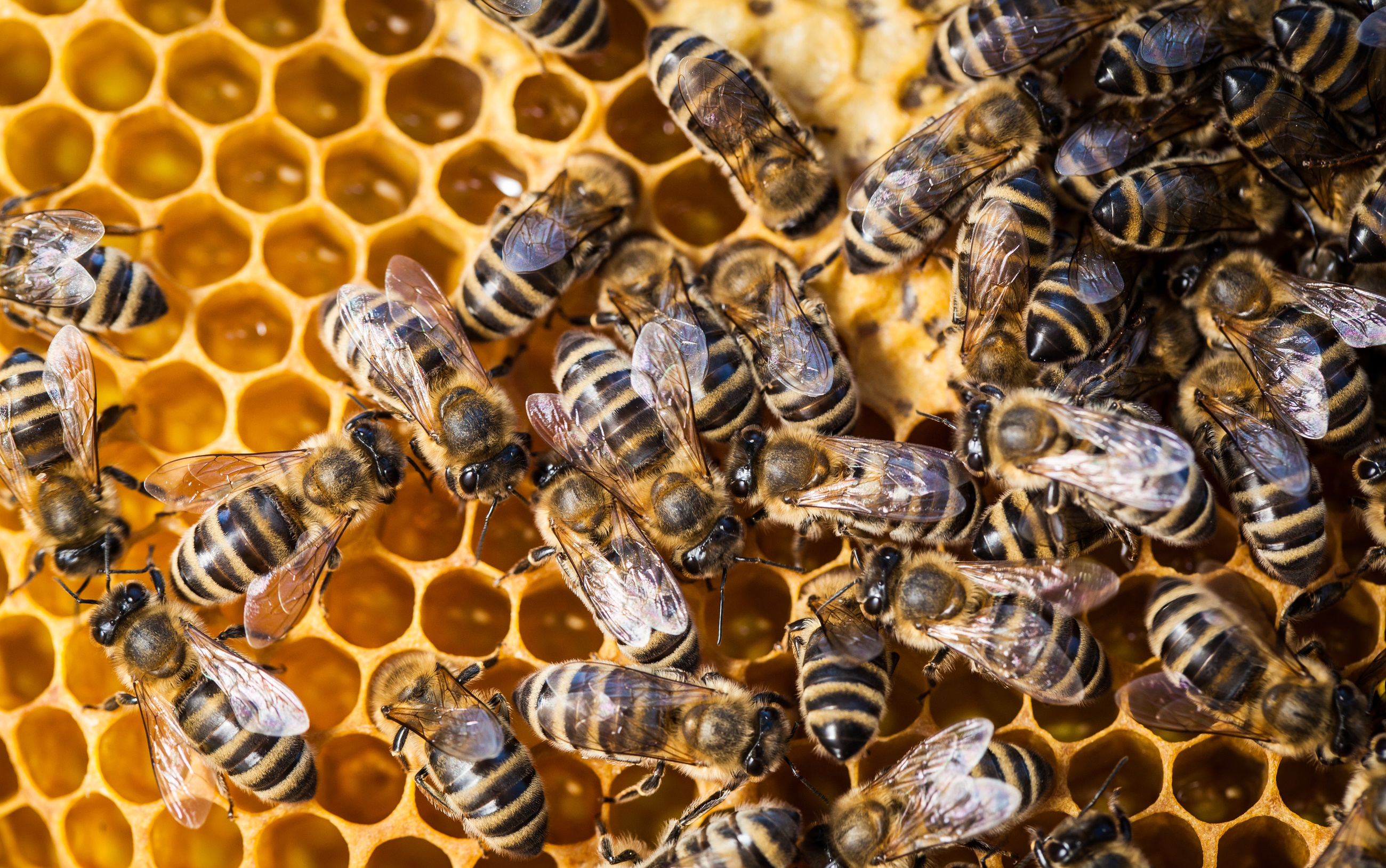 Quality assessment of bee pollen-honey mixtures using thin-layer ...